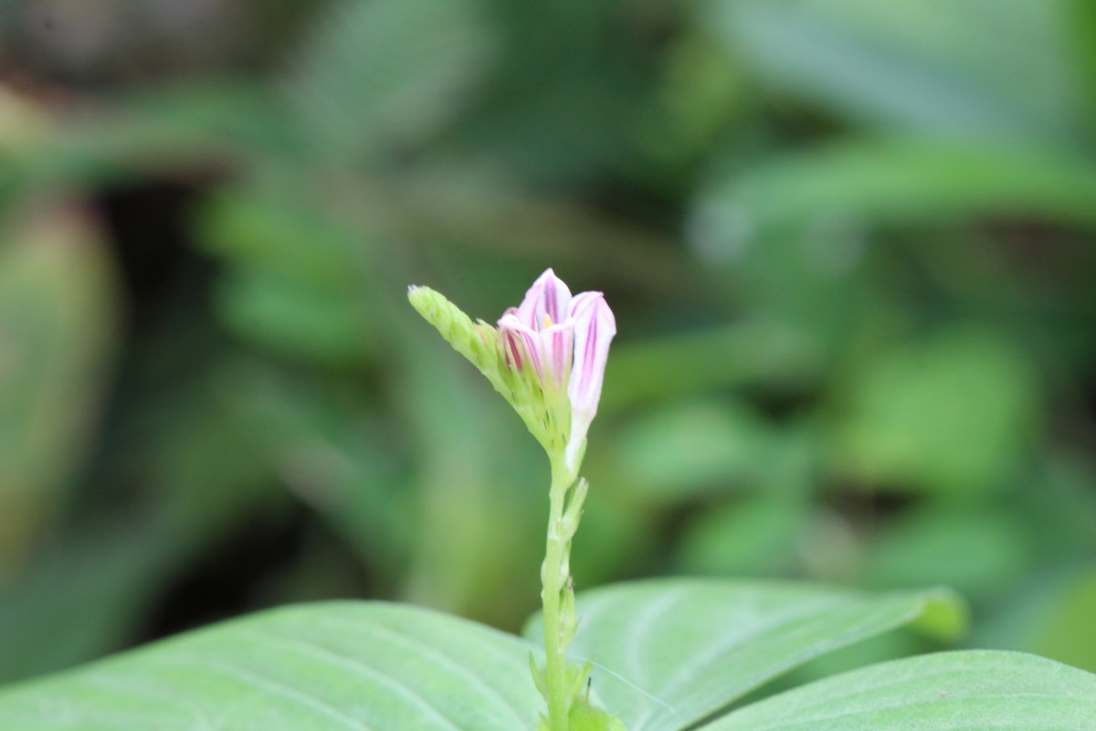 Spigelia anthelmia L.